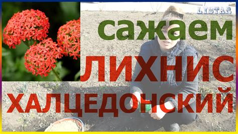 Сажаем лихнис халцедонский Как посадить лихнис посадка уход выращивание ...