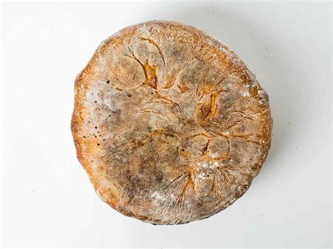 Breadmaking 101 How To Troubleshoot Bad Bread