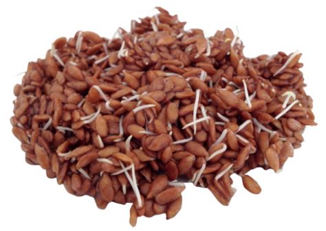 Семена льна для проращивания, 500 г купить семена - Никольские ПроРостки