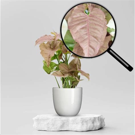 Buy Syngonium Plant - Pink @ ₹149.00 Online in Ahmedabad