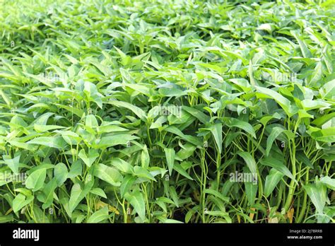 Green Color Water Amaranth Farm For Harvest And Sell Stock Photo Alamy