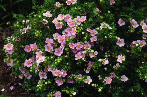 Лапчатка 'Лавли Пинк' / Potentilla 'Lovely Pink' - Ландшафтная компания ...