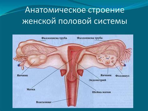 Строение Матки Анатомия Фото — Mixyfotos.ru