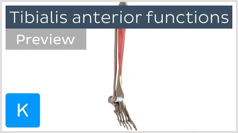 Anterior Tibialis
