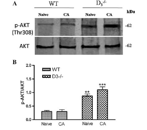 Akt Phosphorylation At The Thr308 Residue In The Hippocampus Of Wt And Download Scientific