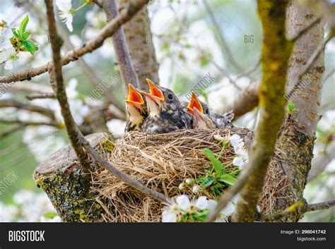 Nestling Birds Sitting Image & Photo (Free Trial) | Bigstock