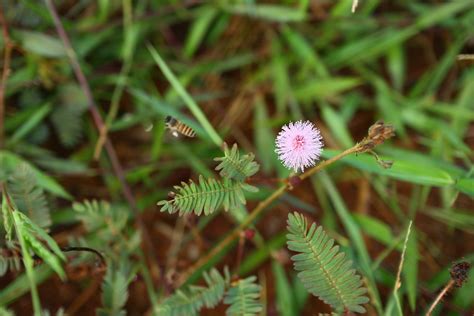 Mimosa pudica with honey bee fly 23295461 Stock Photo at Vecteezy