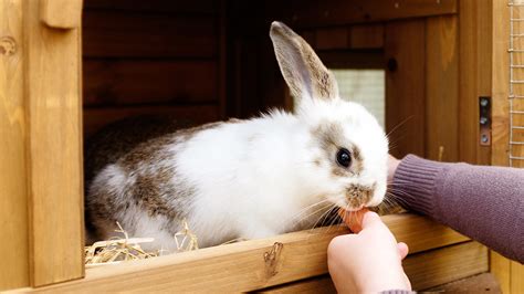 best outdoor rabbit cage