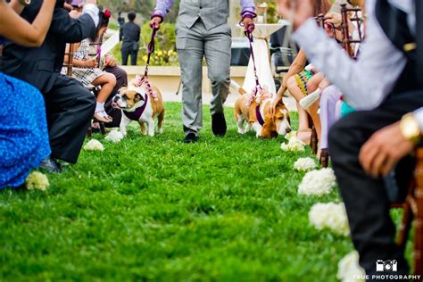 Wedding Day Dog Photos | Puppies at the Wedding | Ceremony, Reception