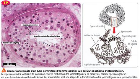 Double Fonction Du Testicule