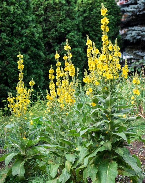 Коровяк высокий (густоцветковый, скипетровидный), купить рассаду ...