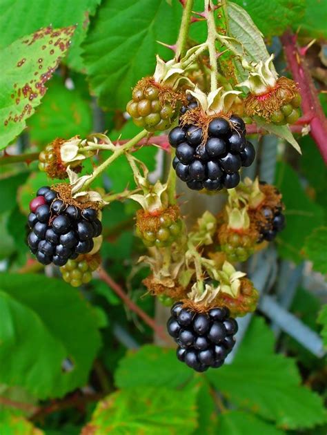 Cultivo De La Zarzamora En El Jardín Sementes Sementes De árvores