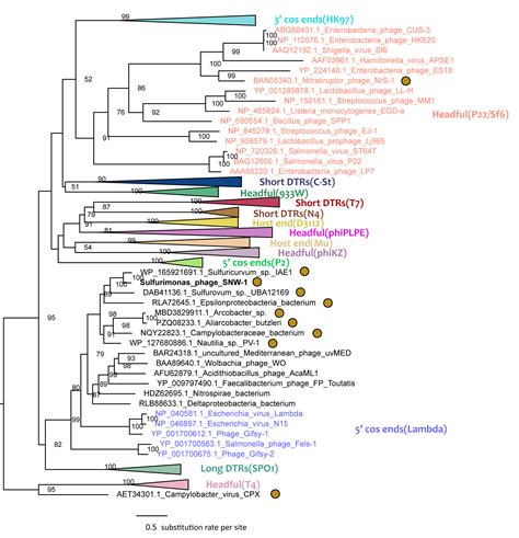 SciELO - Brasil - Genomic characterization of SNW-1, a novel prophage ...