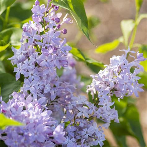 BLOOMABLES 2 Qt. Bloomables Lilac New Age Lavender Syringa Shrub with ...
