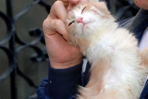 Mengapa Kucing Mendengkur Saat Dielus Pppa