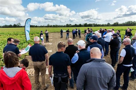From Field To Fryer Potato Varieties For Crisping And Chipping Premium