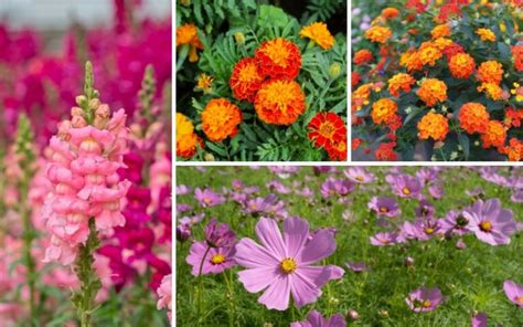 15 Fall Blooming Annuals You Must Plant Garden Lovers Club