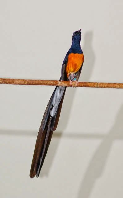 Chich Choe Lua Hot Chim Canh Cay Canh Chim Bo Cau Chao Mao Hoa Dep