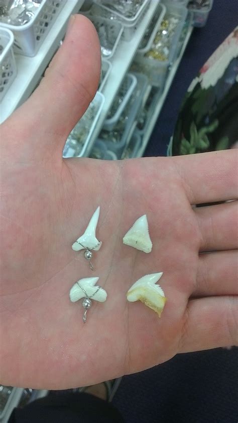 shark teeth for sale | Fishing - Fishwrecked.com - Fishing WA. Fishing