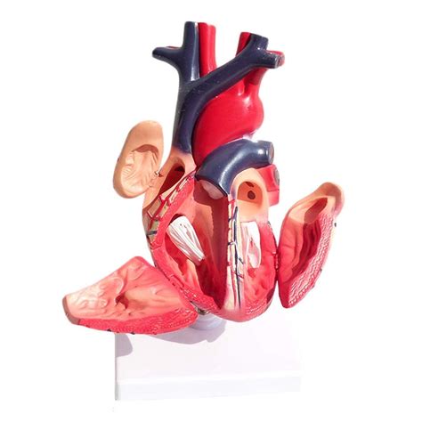 Buy Anatomical Heart Model - Visceral Anatomy B Super Color Ultrasound