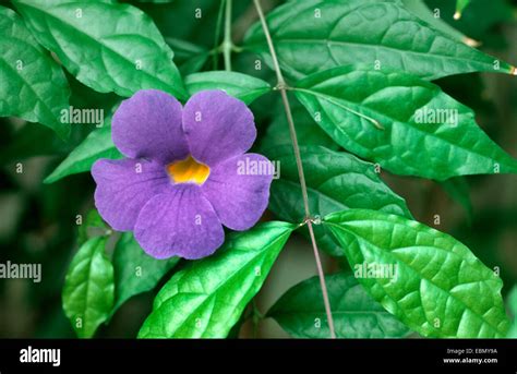 Kings Mantle Bush Clock Vine Bush Clockvine Thunbergia Erecta
