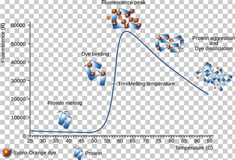 Thermal Shift Assay Tryptophan Protein Diagram Biochemistry Png