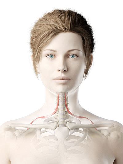 Musculus Omohyoideus Aufbau Funktion And Krankheiten Medlexide