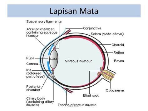 anatomi mata