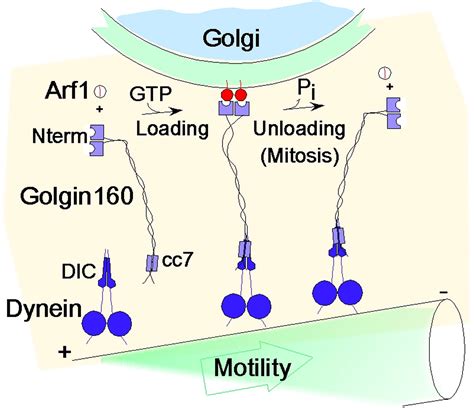 Golgin160 Recruits The Dynein Motor To Position The Golgi Apparatus