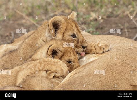 Stock photo of lion cubs nursing Stock Photo - Alamy