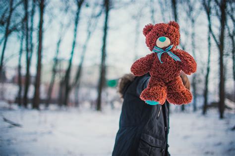 bear winter forest  photo  pixabay