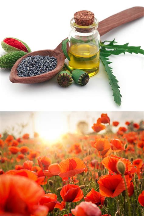 Mohnöl 250ml - ZamZam Shop - Hochwertige Öle