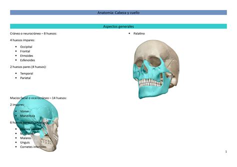Huesos Cabeza Cuello Y Vertebras Anatomía Cabeza Y Cuello