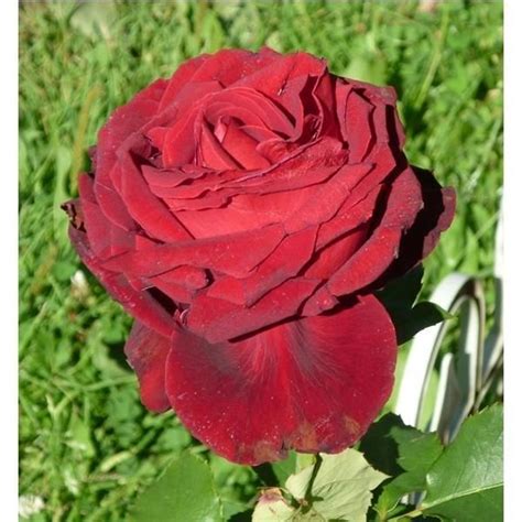 Купить саженцы Розы Grand Prix (Гранд При) Цена, фото, описание, отзывы ...