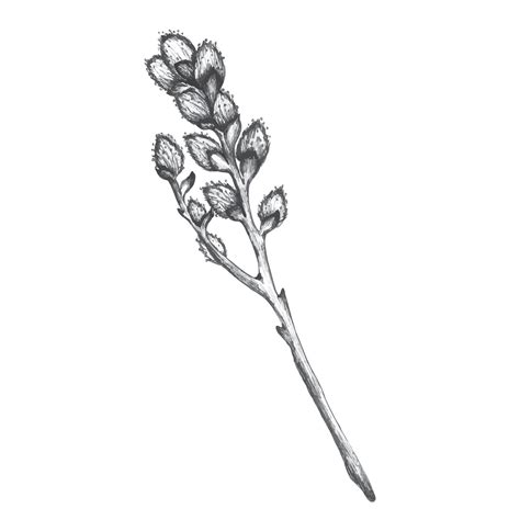 An Ink Drawn Twig Of Willow Hand Drawn Illustration In Pussy Willow Graphic Sketch In Gray