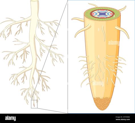 A Detailed Illustration Showcasing The Structure And Anatomy Of An Isolated Plant Root Stock