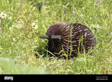 857 Short Beaked Echidna On The Wetlands At The Bottom Of The Tower