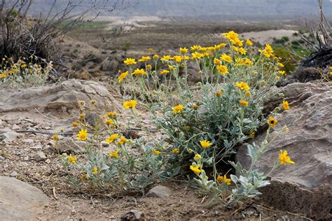 How To Grow And Care For Desert Marigolds Gardeners Path