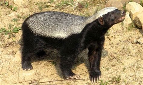 Animal Imune A Veneno De Cobra - Ratel é Imune a Veneno de Cobra? | Mundo Ecologia