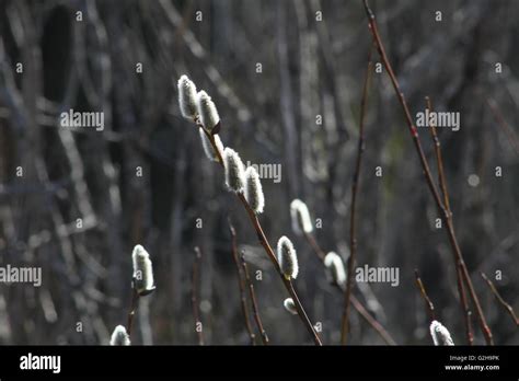 Pussy Willow Catkins American Pussy Willow Salix Discolor Native To Northern North America