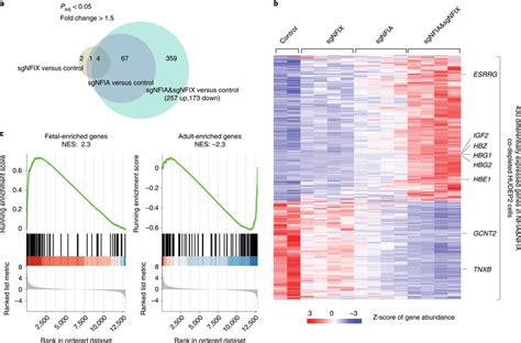 NFIA And NFIX Support An Adult Type Erythroblast Transcription