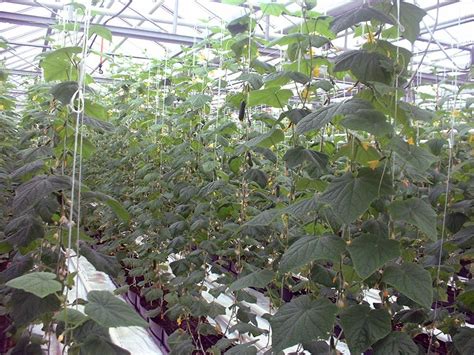 Капельный полив и орошение, системы автоматического полива в Краснодаре