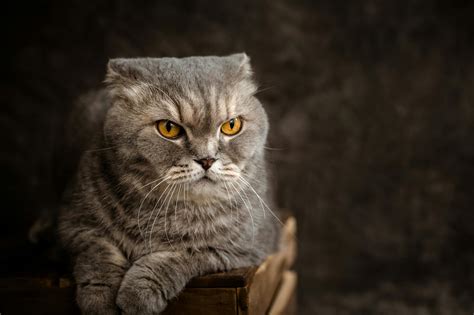 best chinchilla breathing fast naturally 2