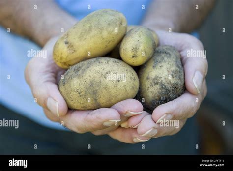 Potato Solanum Tuberosum Tubers Harvested Crop Held In Hands Of