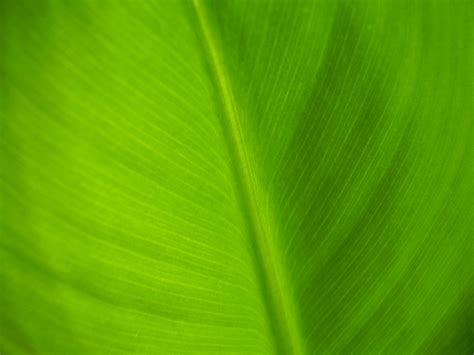 Зелёный цвет | это... Что такое Зелёный цвет?