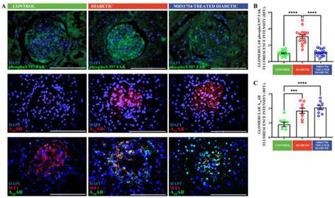 Cells Free Full Text Pharmacological Blockade Of The Adenosine A2b