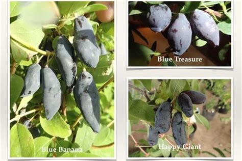 Honeyberry varieties 2 | Fruit, Blue banana, Growers