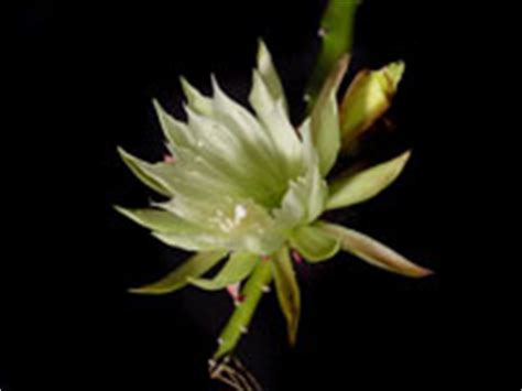 guide   positive identification  members   cactus