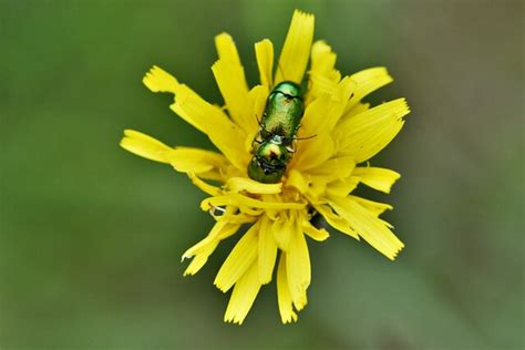 Narborough Railway Line NWT Beetles 4 Michael Garlick Geograph