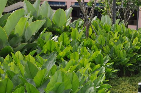 calathea lutea photo  mace studio